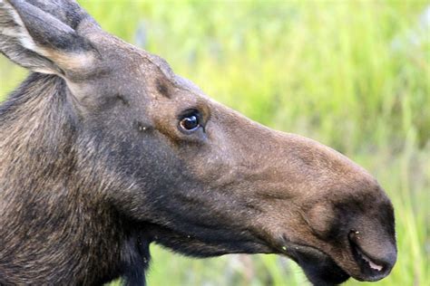 Moose Facts - Animal Facts Encyclopedia