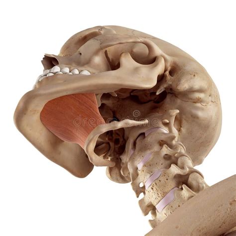 Mylohyoid Muscle Anatomy for Medical Concept 3D Stock Illustration - Illustration of oculi ...