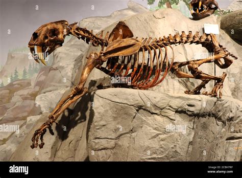 Fossil of a Saber Tooth Tiger in museum Stock Photo - Alamy