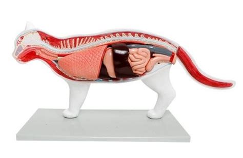 Feline Anatomy Models & Charts | Veterinary | AnatomyStuff