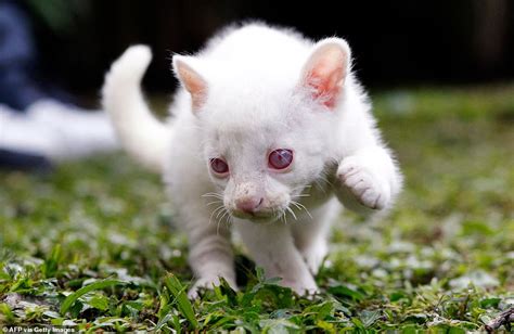 Rare albino jaguarundi cub is found in Colombia - Big World Tale