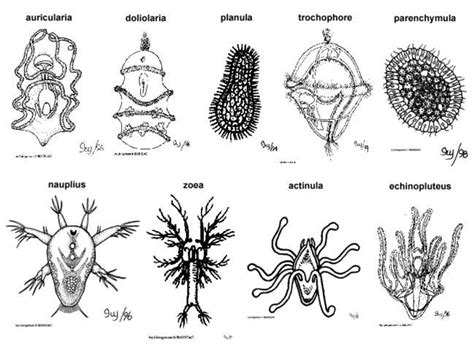 Polyplacophora Marine Biology, Natural World, Science Nature, Geometric Tattoo, Home Decor ...