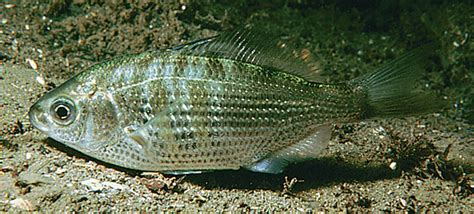 Shiner Surfperch | Online Learning Center | Aquarium of the Pacific