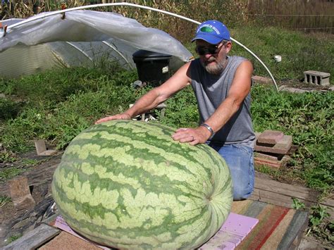 Giant Watermelon Picture – 316 Edwards