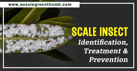 Scale Insect Identification, Treatment and Prevention