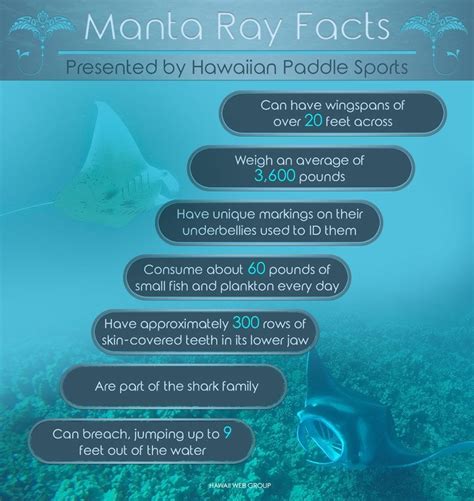 Manta Ray Project