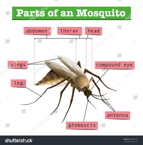 640 Mosquito Anatomy Images, Stock Photos & Vectors | Shutterstock