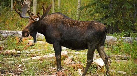 Archery hunter sustains life-threatening injuries from moose attack ...