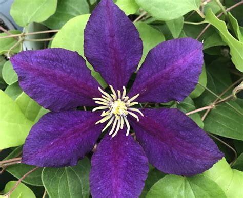 Where To Buy Clematis Vines : Buy clematis (group 1) Clematis Fragrant Oberon ('Hutbron ...