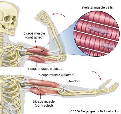 Biceps muscle | Arm Flexion, Shoulder Movement, & Forearm Rotation | Britannica