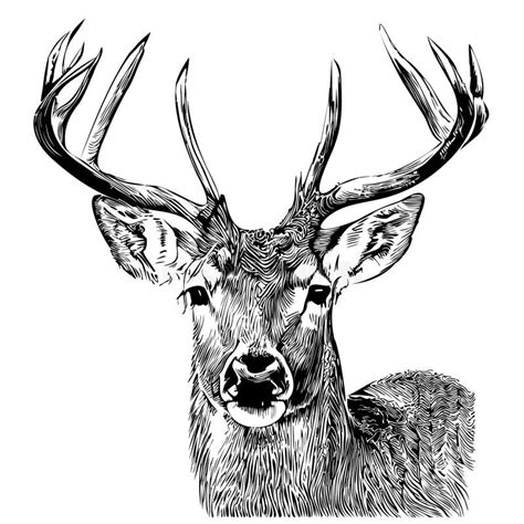 Deer Face Sketch Hand Drawn in Doodle Style Vector Illustration Stock Illustration ...