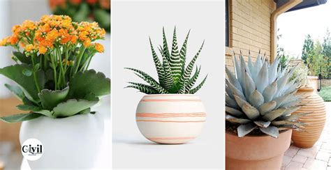 12 Best Succulents For Beginners | Engineering Discoveries