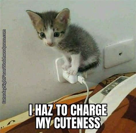 cute kitty cat - Meme by Memeism :) Memedroid