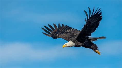 800+ Best Eagle Images · 100% Free Download · Pexels Stock Photos