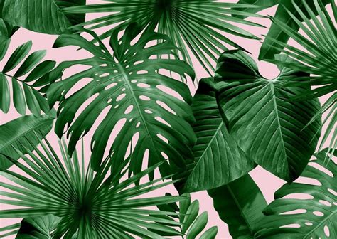 Palm Leaves Desktop Wallpapers - Top Free Palm Leaves Desktop Backgrounds - WallpaperAccess