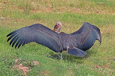 The Worlds Top 10 Birds With the Largest Wingspan