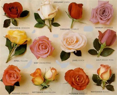 Types Of Roses | FLOWERS WORLD