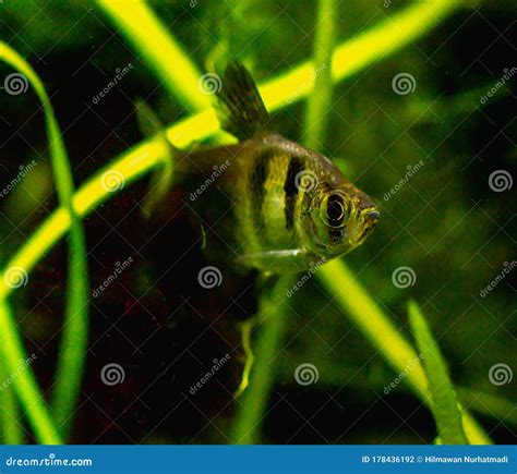 Black Skirt Tetra Fish / Black Widow Tetra Stock Photo - Image of black ...