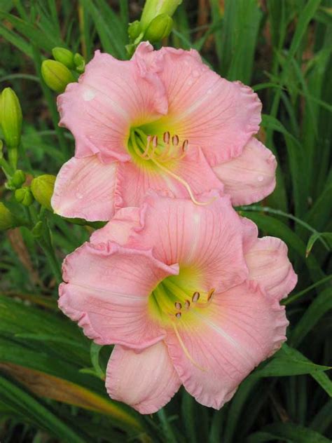 PINK ATTRACTION - Oakes Daylilies