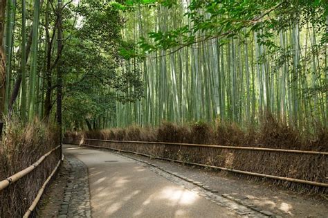 Premium Photo | Bamboo forest in japan