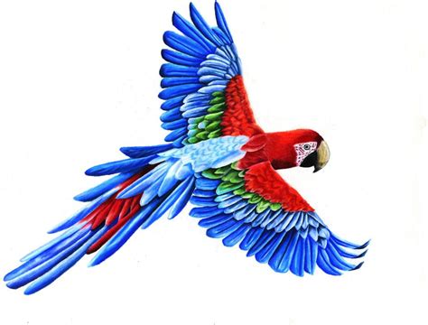 Parrot drawing, Macaw art, Fly drawing