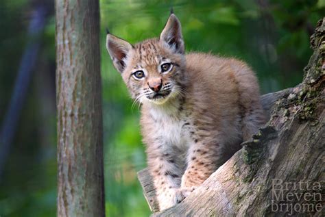 lynx-cub 1 by brijome on DeviantArt