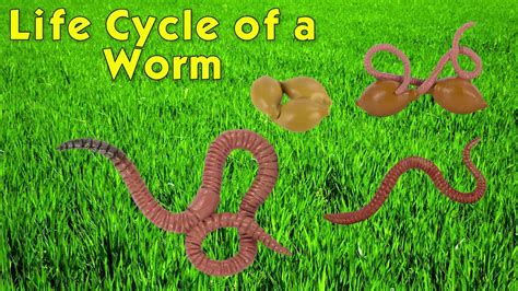 Red Worm Life Cycle | Images and Photos finder