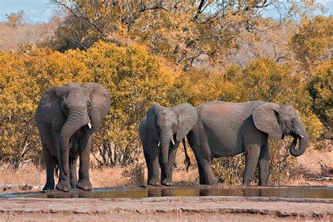 Q&A: Extreme Drought in South Africa’s Kruger National Park: How is Wildlife Faring? – National ...