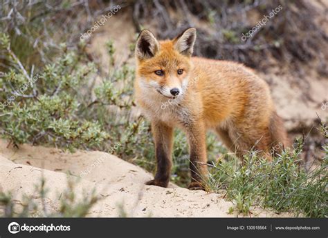 Wild red fox cub Stock Photo by ©pimleijen 130918564