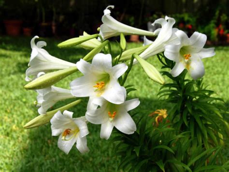 Lilium longiflorum (Easter Lily) - World of Flowering Plants