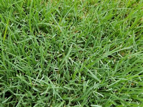 Bermuda Grass Overseeding : r/lawncare