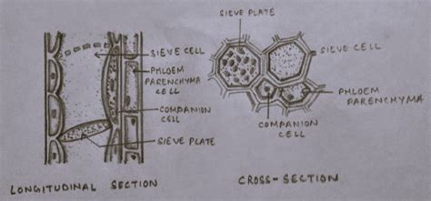 Phloem Function