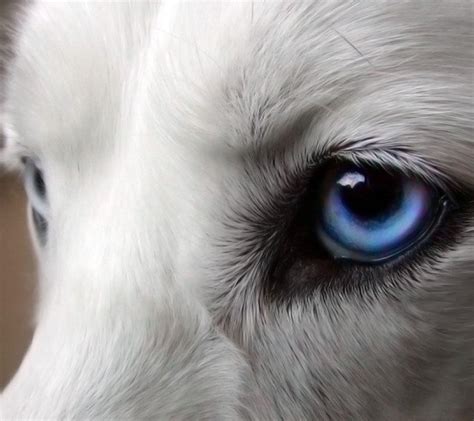 Blue Wolf Eyes Wallpapers HD - Wallpaper Cave