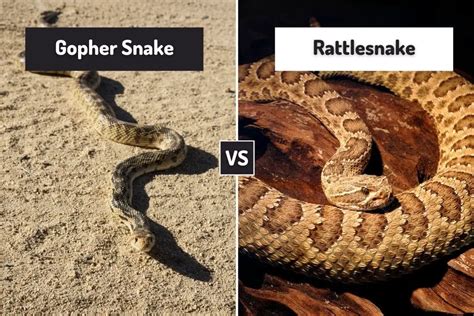 Gopher Snake Vs Rattlesnake (7 Differences) - ReptileHow.com