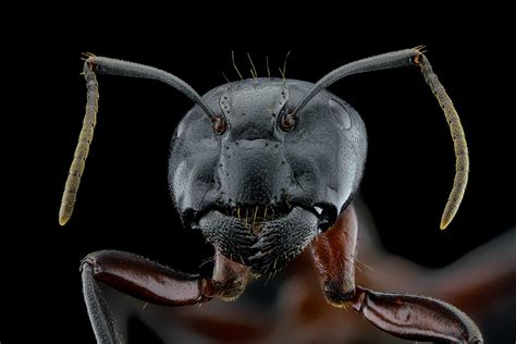 Breathtaking Portraits That Meet Insects at Their Level | by Nathan Allen | Tenderly