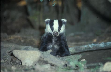 Badgers – Clarkson and Woods