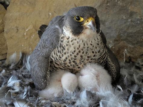 Peregrine Falcon Nesting: A Complete Guide | Birdfact