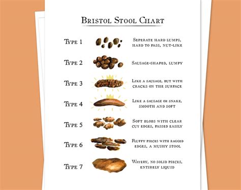 Bristol Stool Chart Explained The ultimate guide | stoolz