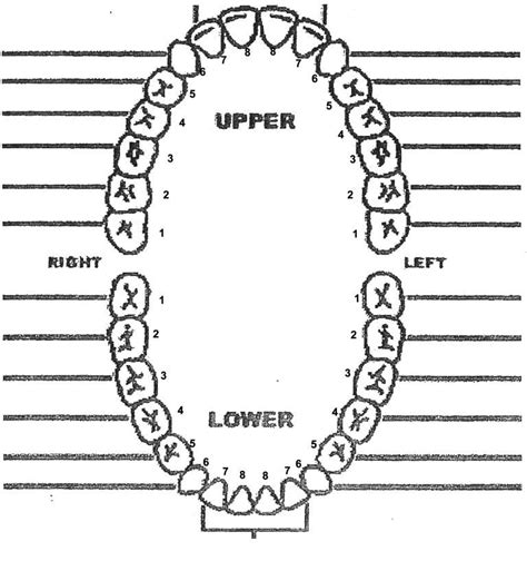 Printable Blank Tooth Chart