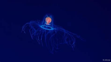 13 best Turritopsis dohrnii images on Pinterest | Animal kingdom, Marine life and Under the sea