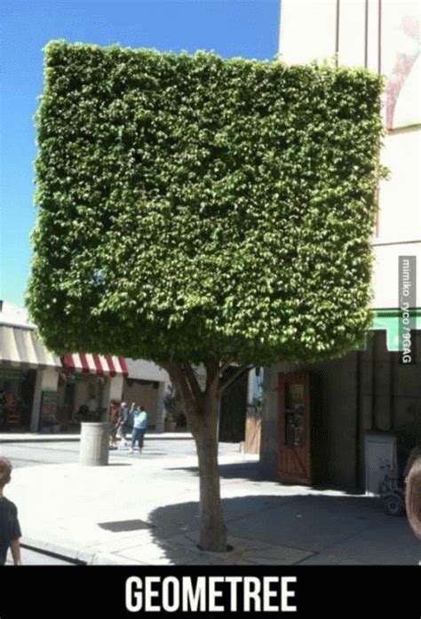 Tree Puns – Punpedia