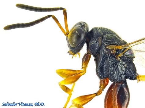 Hymenoptera-Chalcididae-Chalcis-Chalcidid Wasps (B) - Urban Programs - El Paso County