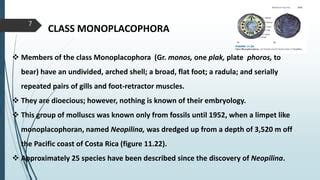 Phylum Mollusca, Class Polyplacophora, Class Monoplacophora, Phylogenetic consideration.pptx