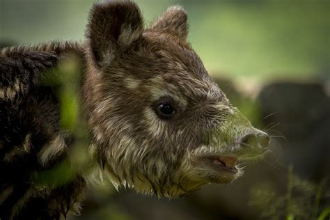 Mountain Tapir Conservation