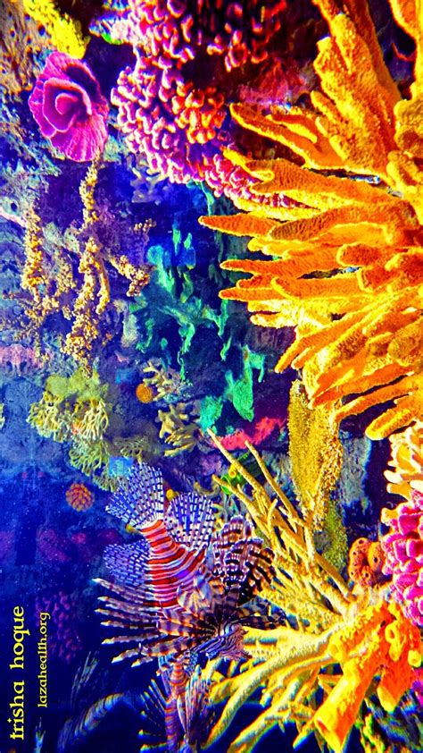 Coral Reef Painting Ideas : Carolyn Steele painting tropical art print coral reef - Underwater ...