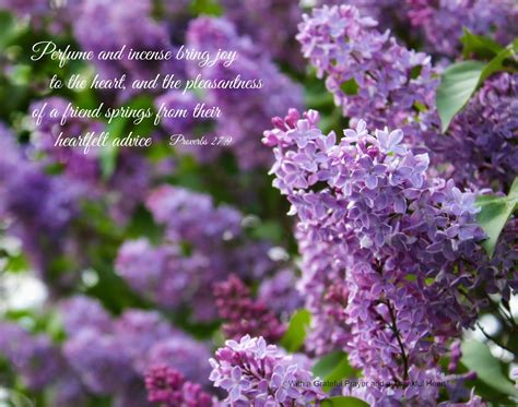 lilacs - Grateful Prayer | Thankful Heart