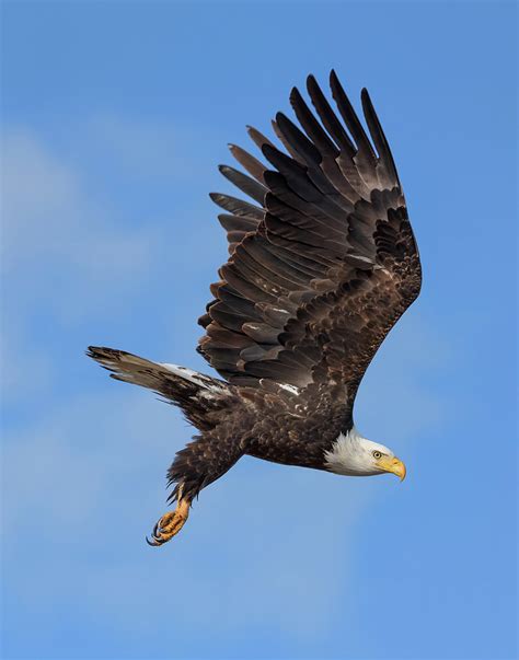 Bald Eagle Hunting Photograph by Loree Johnson - Pixels