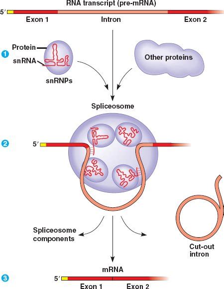 splicing.html 17_11snRNPsSpliceosomes_L.jpg