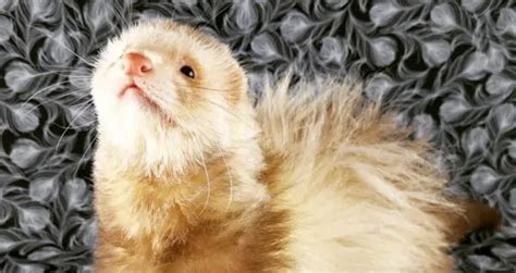 Angora Ferret 101: The Ultimate Care & Fact Guide | Beyond The Treat