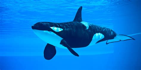 What Your Nonprofit Can Learn from SeaWorld